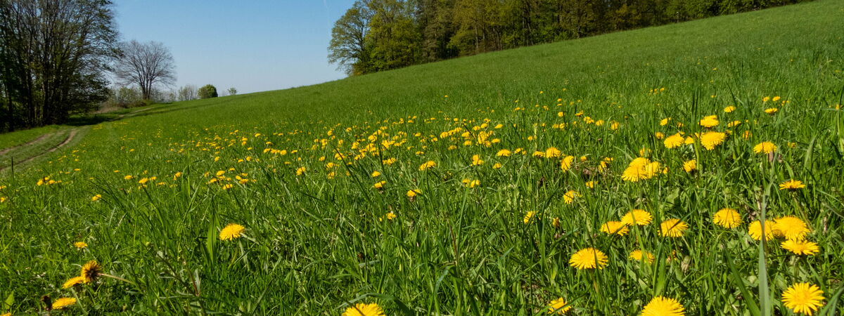Bild der Gemeinde Doberschau-Gaussig